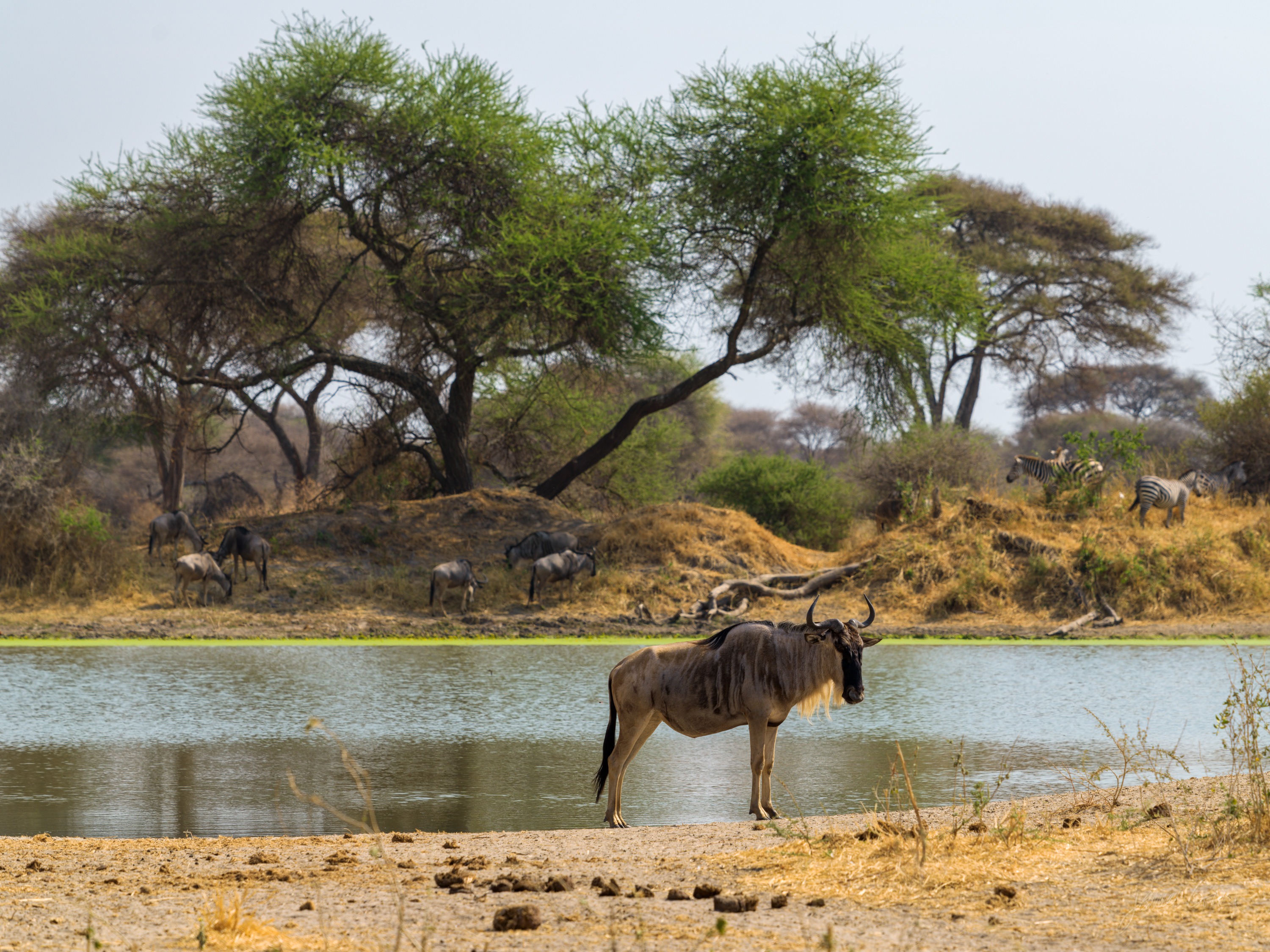 More wildebeest at the same waterhole, a line of them along the bank with a green treeline behind.