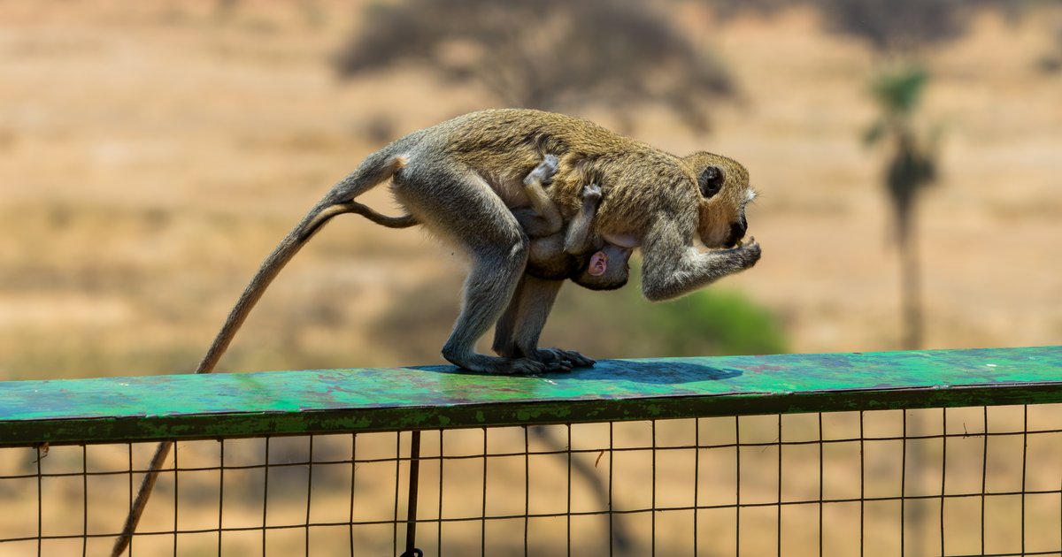Vervets and a baboon