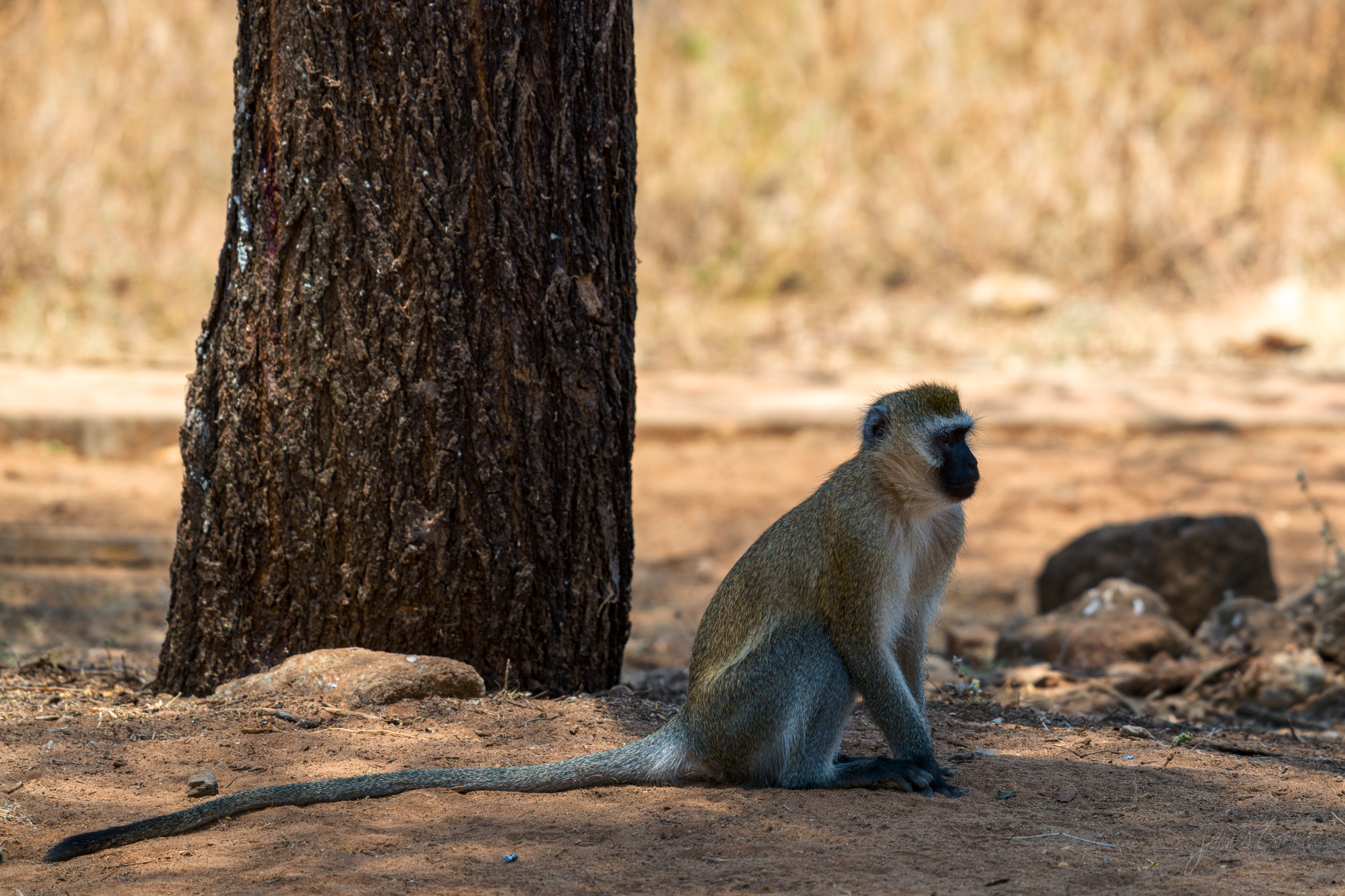 A vervet monkey sitting on the ground beside a tree trunk, hands in its lap, looking to the side, dry ground around it.