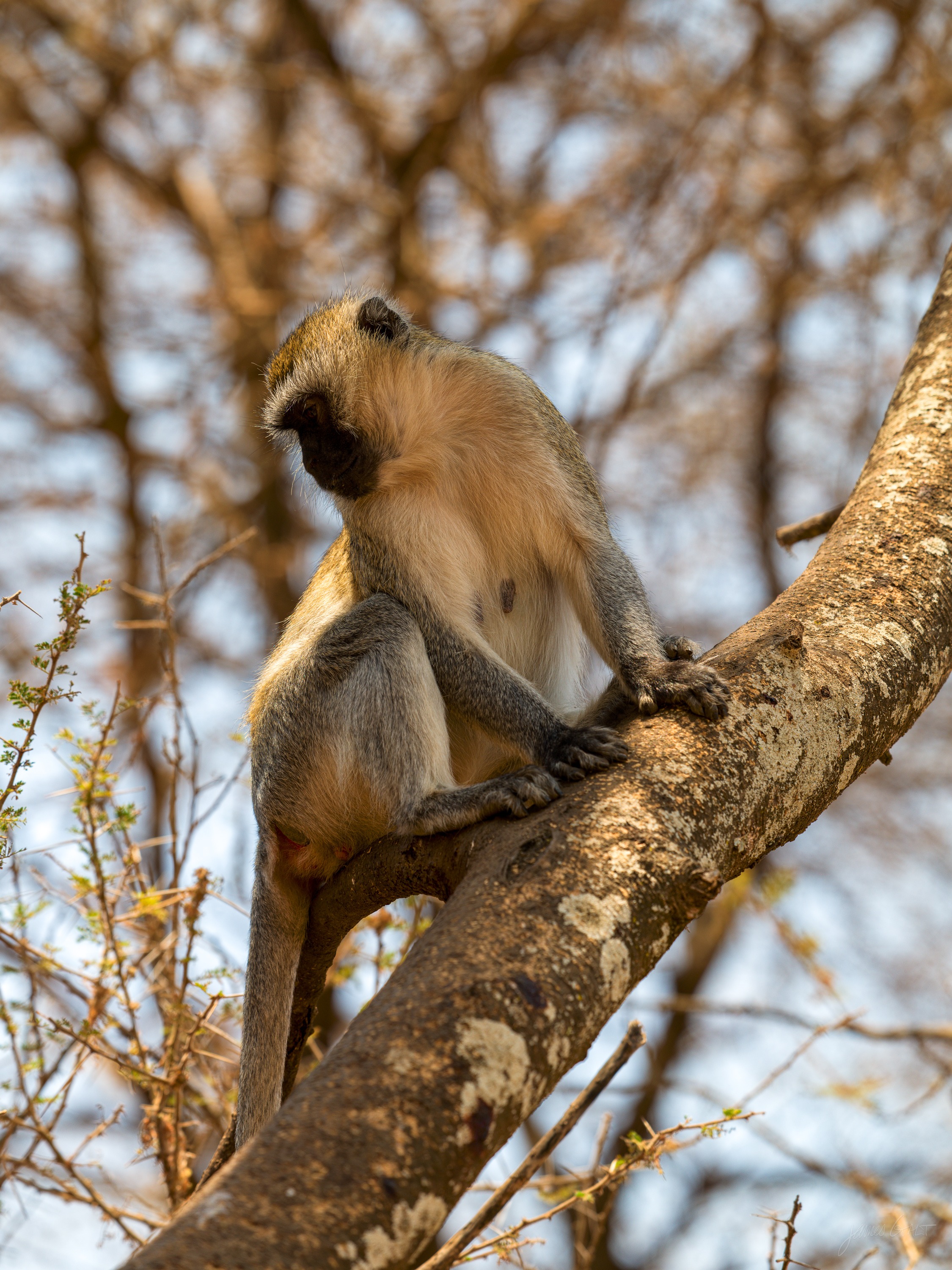 A baboon sitting up in the fork of a tree, its long muzzle in profile, dry branches around it.