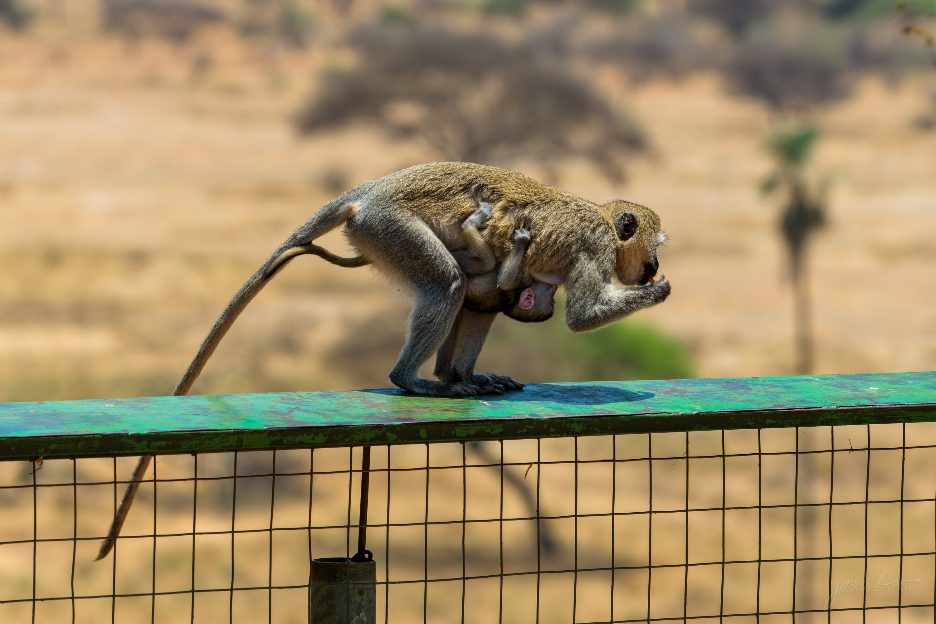 A vervet monkey running along a railing with a baby clinging to its back, both in motion, greenery blurred behind them.
