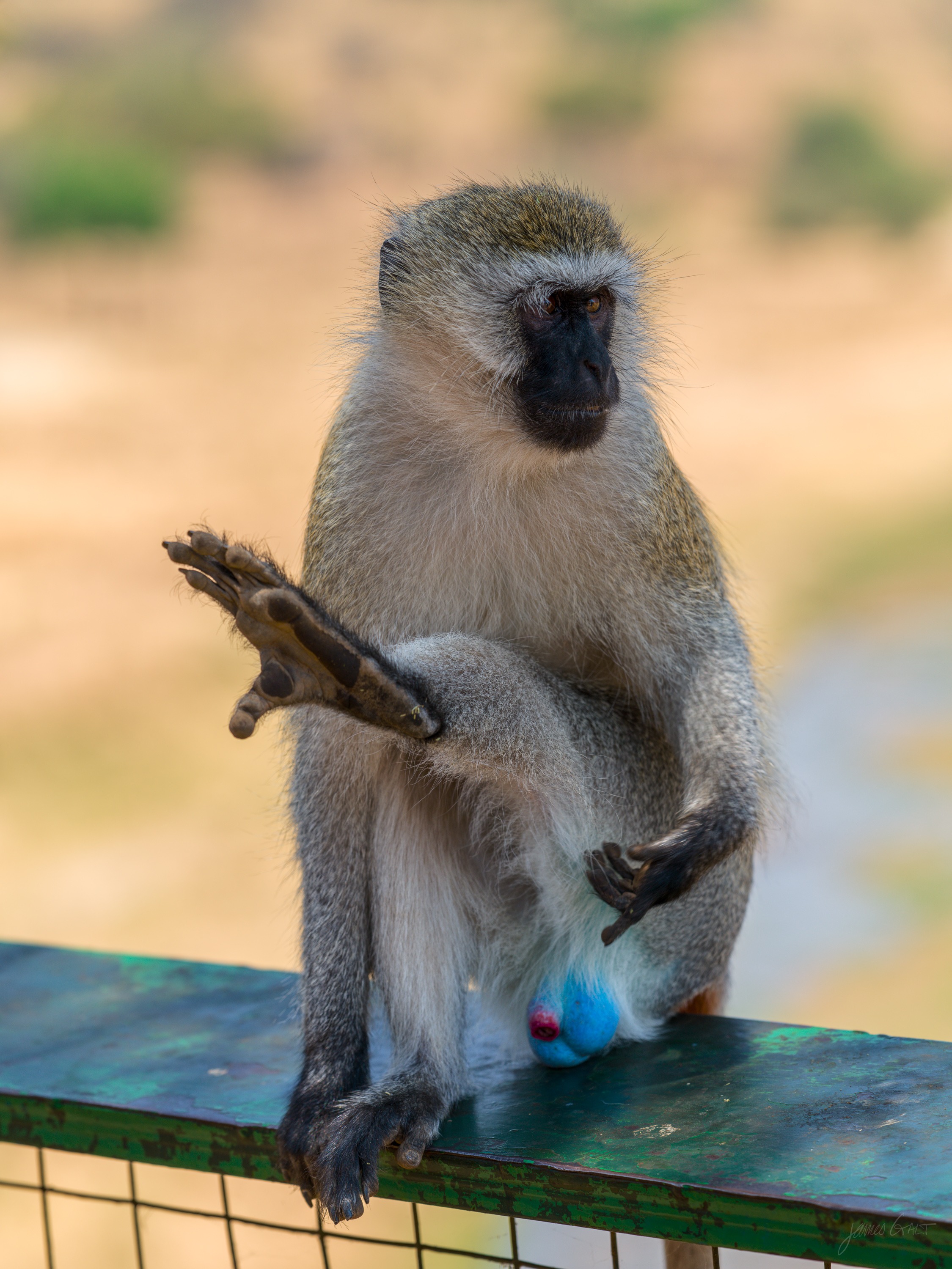 A vervet monkey sitting on a green rail, tail hanging down, looking back over its shoulder.