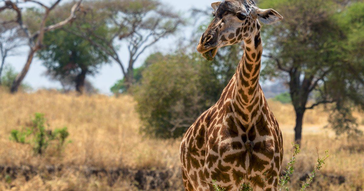 Tarangire plains