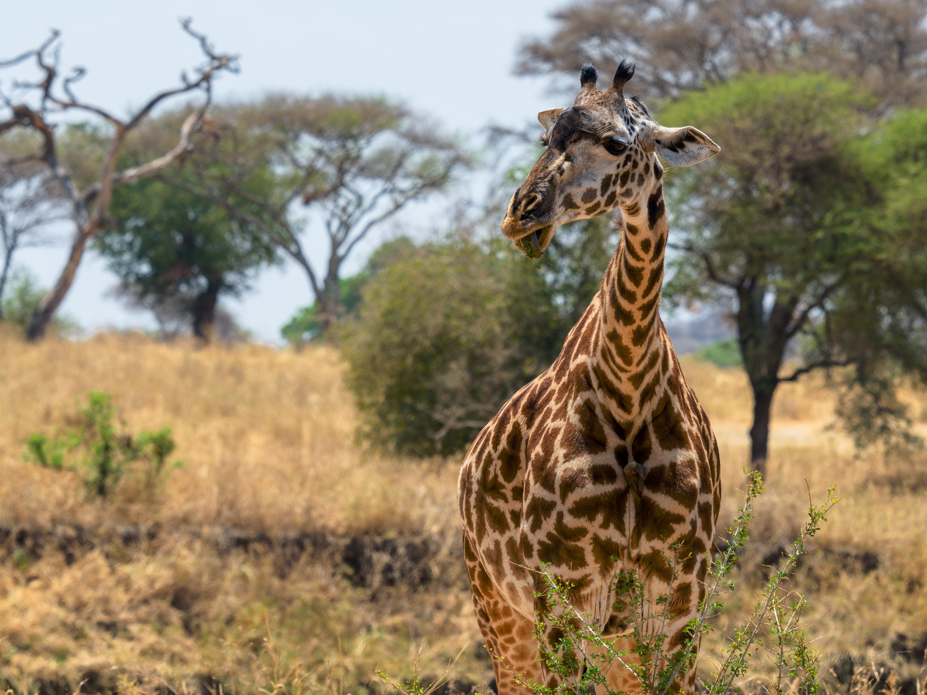 A giraffe standing among green trees and scrub on the savannah, its head and neck rising above the canopy, dry grass in front.