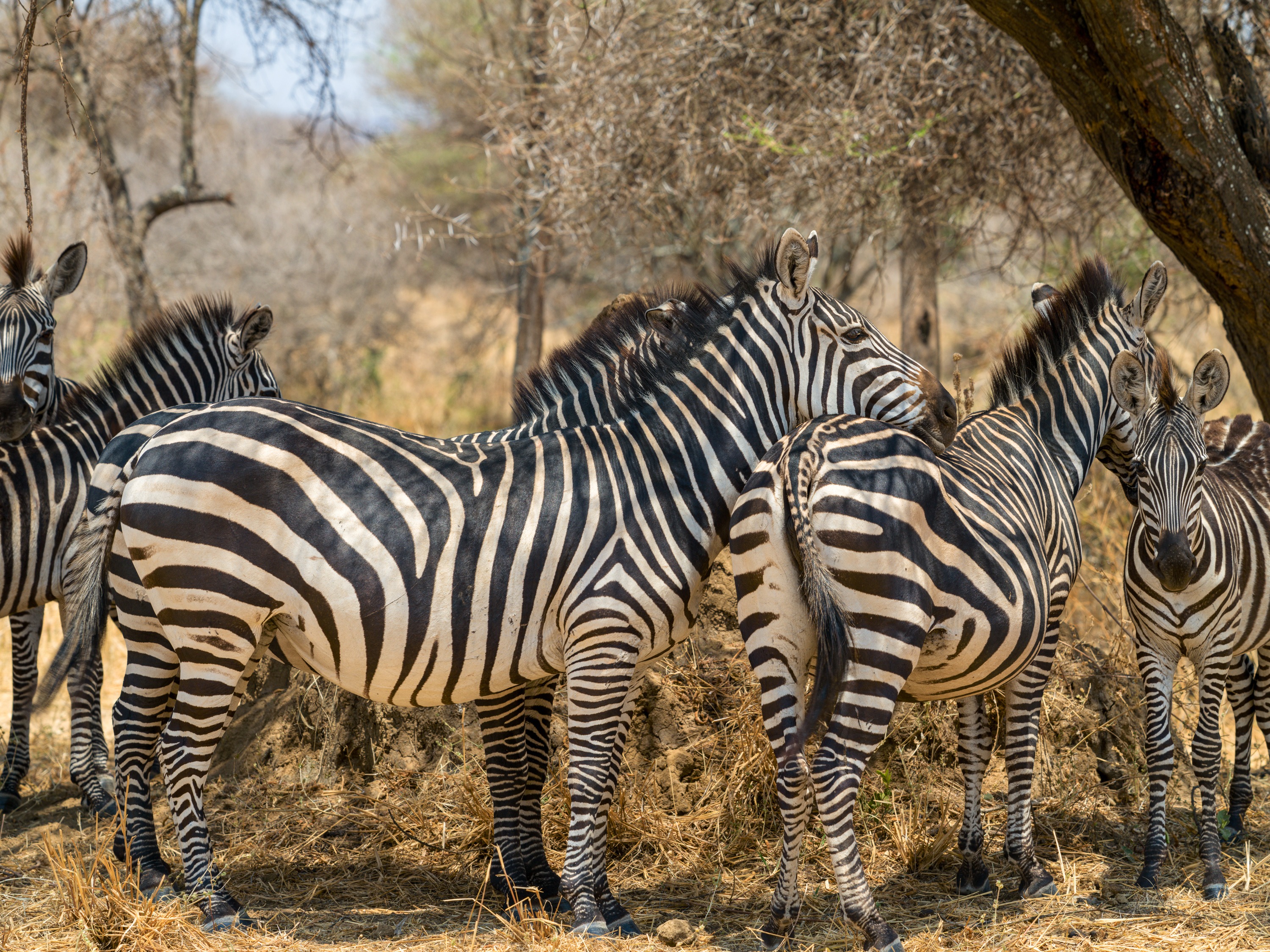 Several zebra grazing on open grassland, stripes crisp against the dry ground, scattered trees behind them.