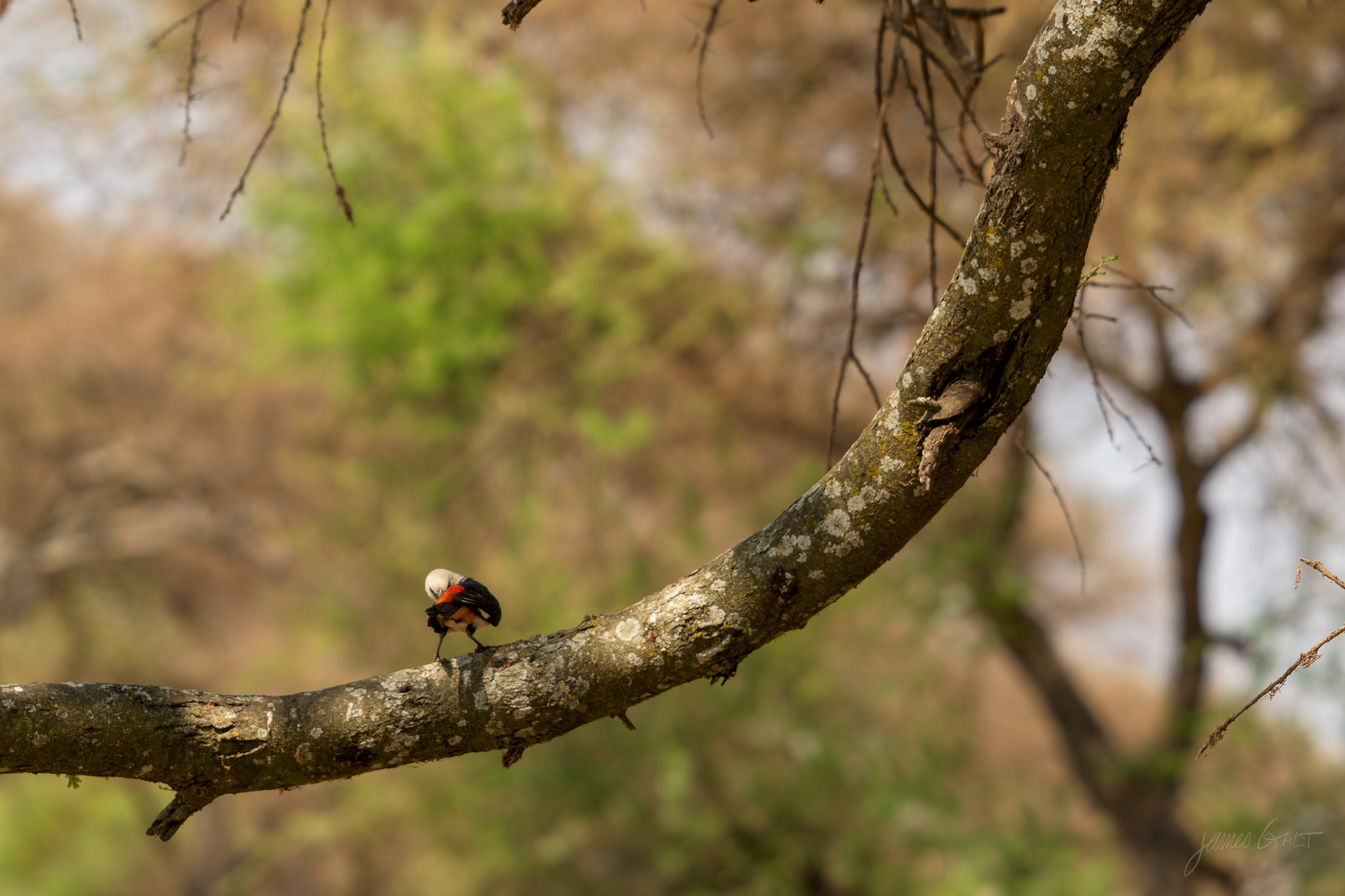 A small bird perched on a bare curving branch against a soft green background, alert and upright.