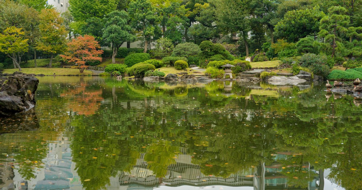Garden pond, morning