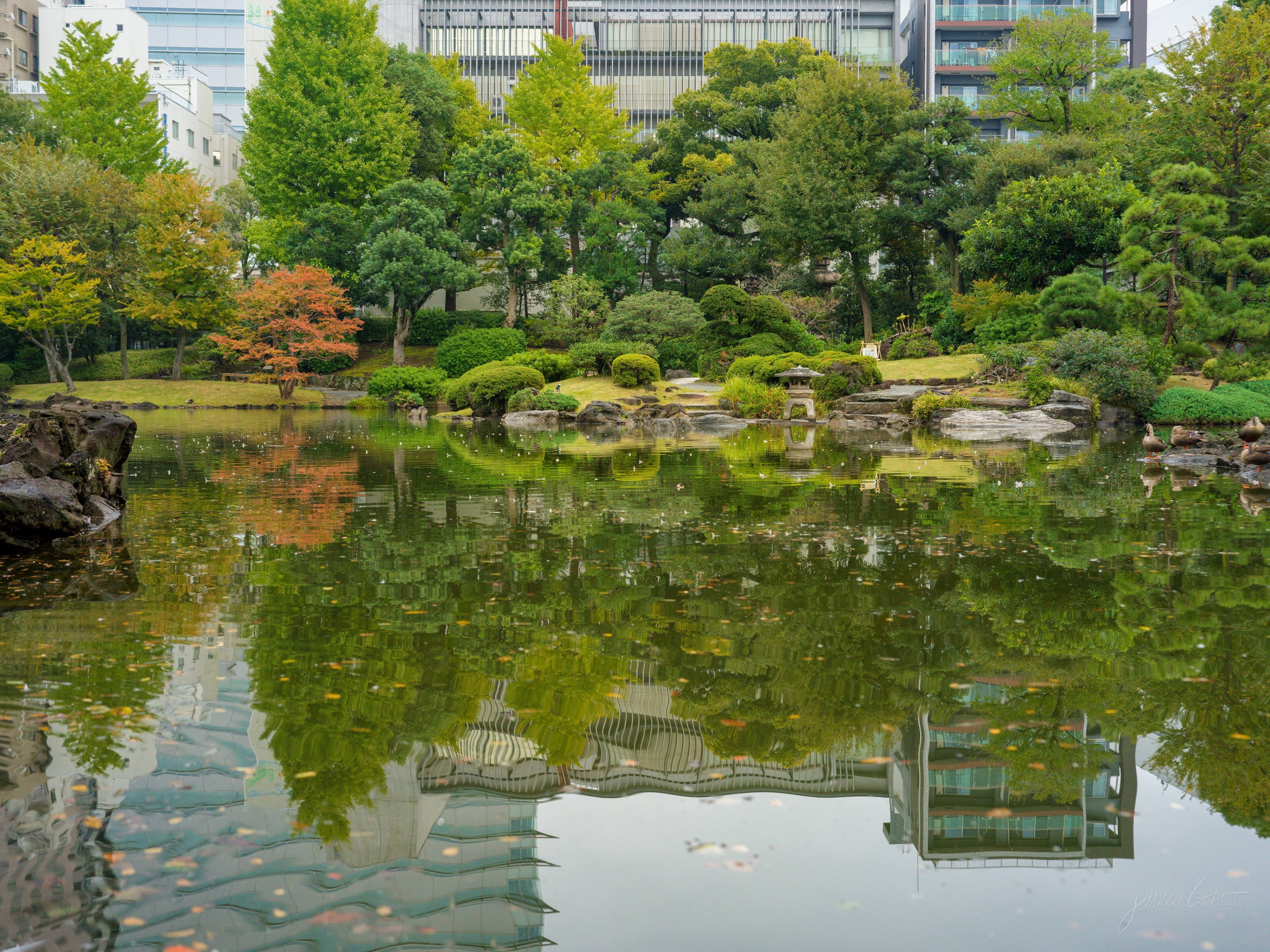 A still pond in a Japanese garden, its far shore lined with clipped shrubs, rocks and trees, one maple turning orange. The trees and a row of buildings behind them reflect in the water, with fallen leaves scattered across the surface.