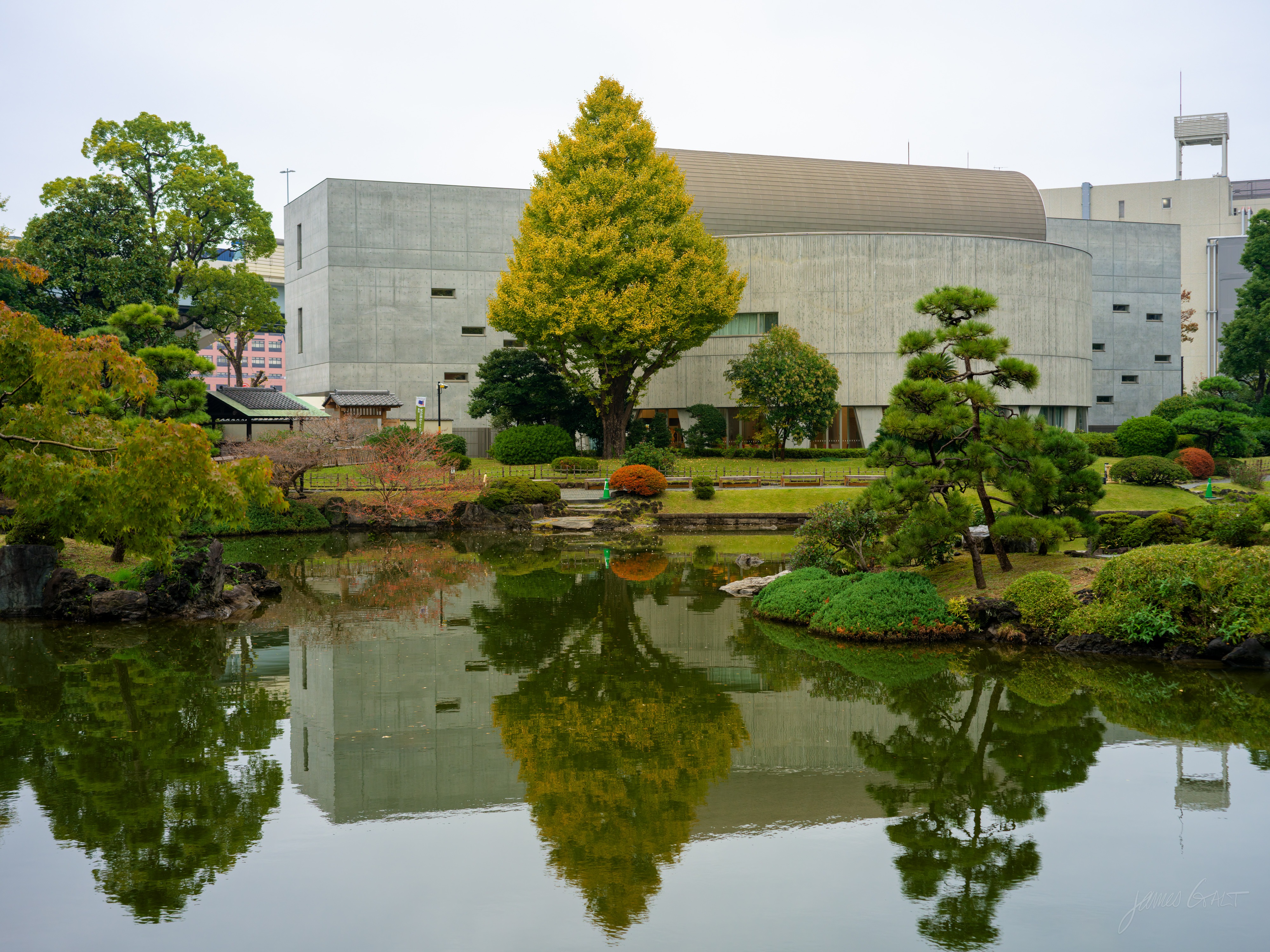The same garden pond from another angle, with a tall ginkgo in yellow autumn leaf and manicured pines along the bank. A large pale concrete building with a curved roof rises behind the trees, mirrored in the calm water.