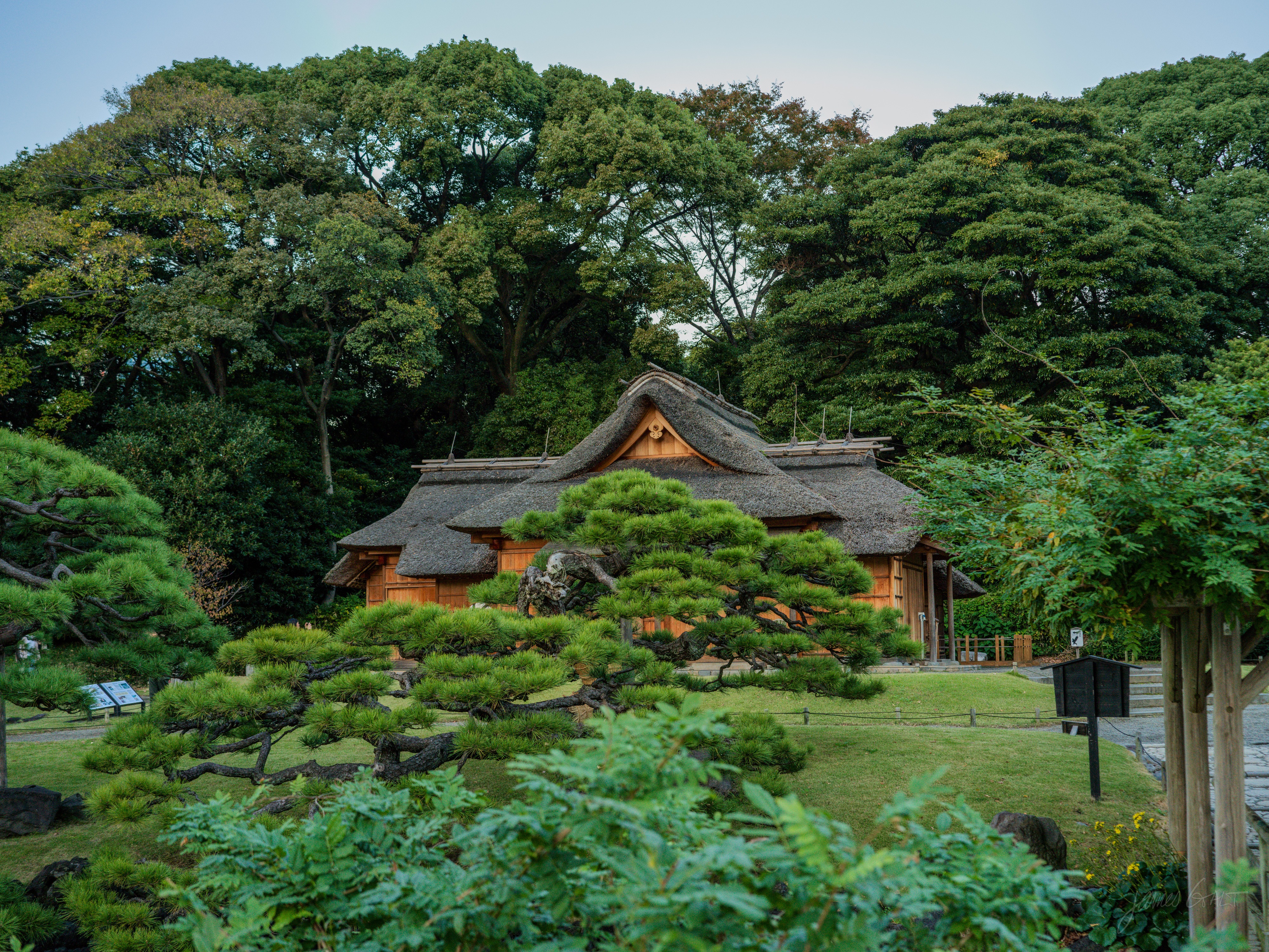 A thatched-roof wooden teahouse set among tall dark trees in a garden at dusk, with sculpted pines and clipped shrubs on the lawn in front, the light gone soft and blue.