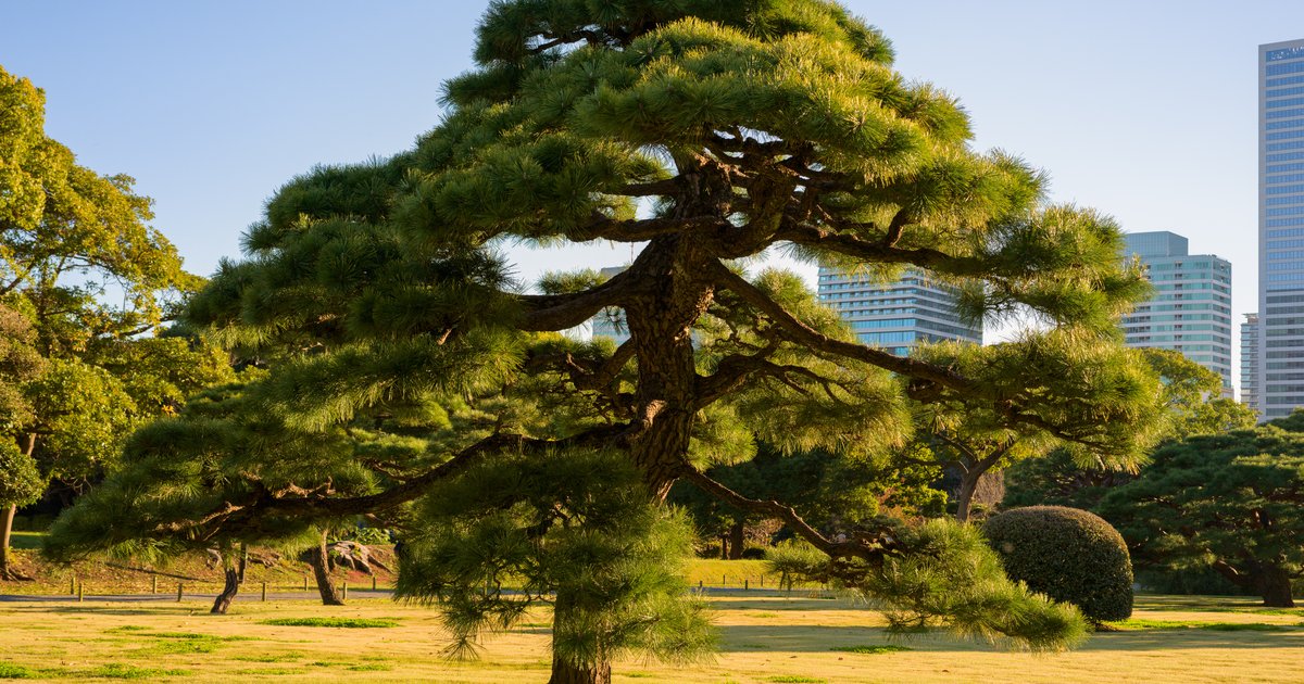 Hamarikyu, golden hour