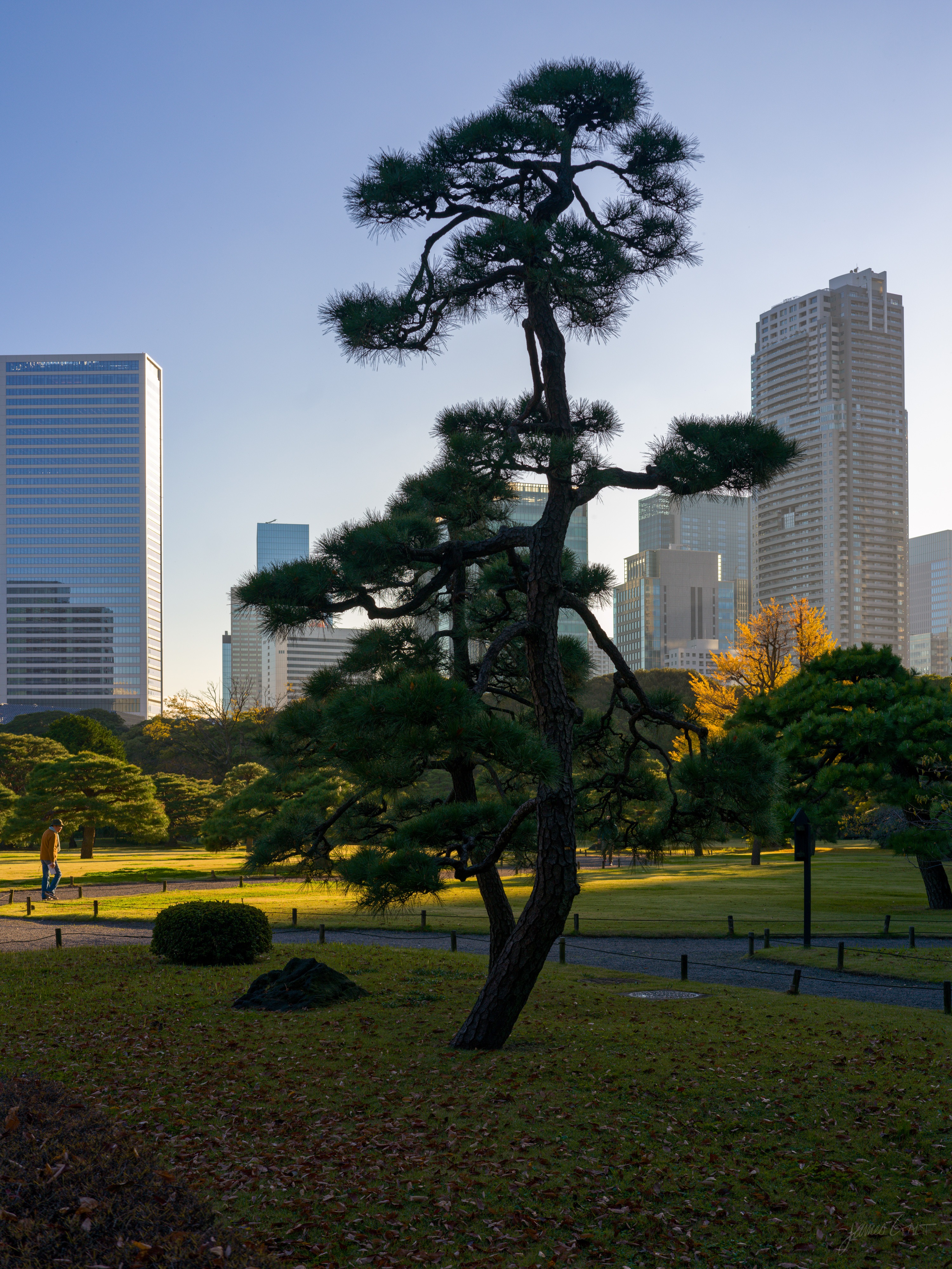 A tall black pine with a leaning trunk and layered, sculpted foliage, backlit on a garden lawn in low golden sun. A cluster of glass skyscrapers rises behind it; a small figure walks along a path to the left, with fallen needles on the grass beneath the tree.