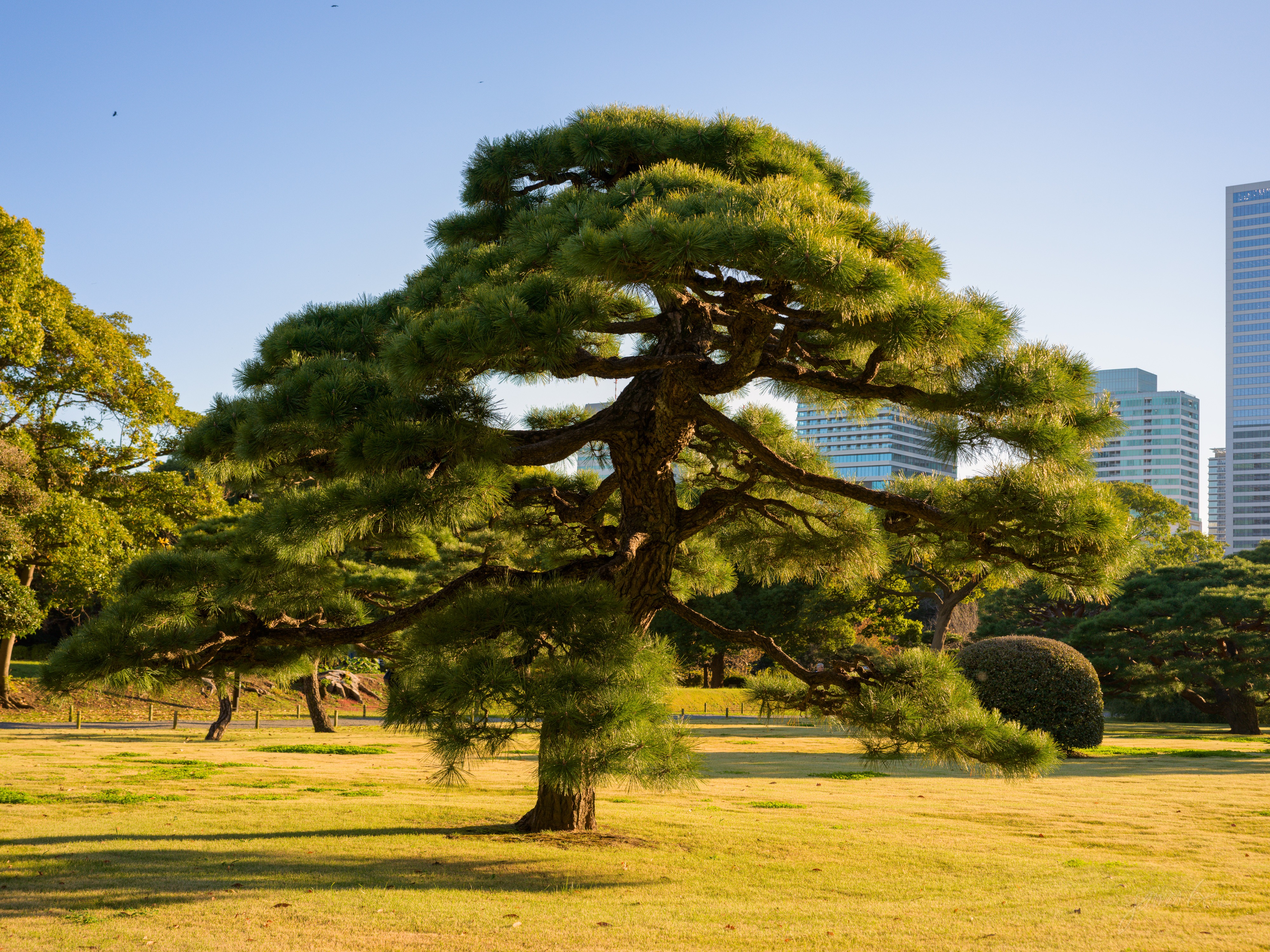 A large, broad black pine with a wide spreading crown standing alone on a sunlit lawn, its trunk and branches warmly lit. Faint office towers and a line of trimmed shrubs sit in the background under a blue sky.
