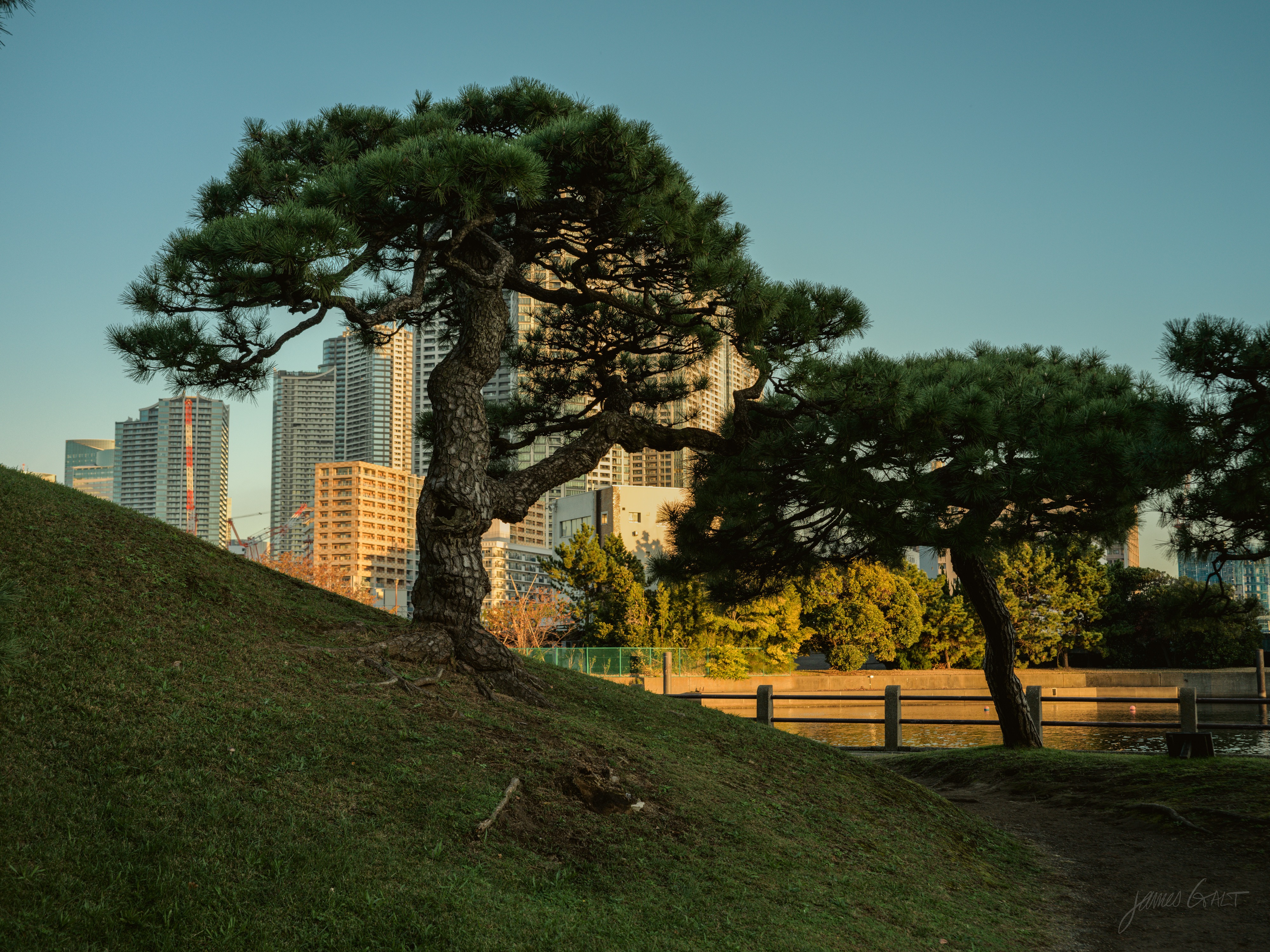 Black pines on a grassy embankment in low golden light, the foreground slope falling into shadow. A wooden fence and bench sit at the base of the trees, with glass and tiled apartment towers rising behind under a clear sky.
