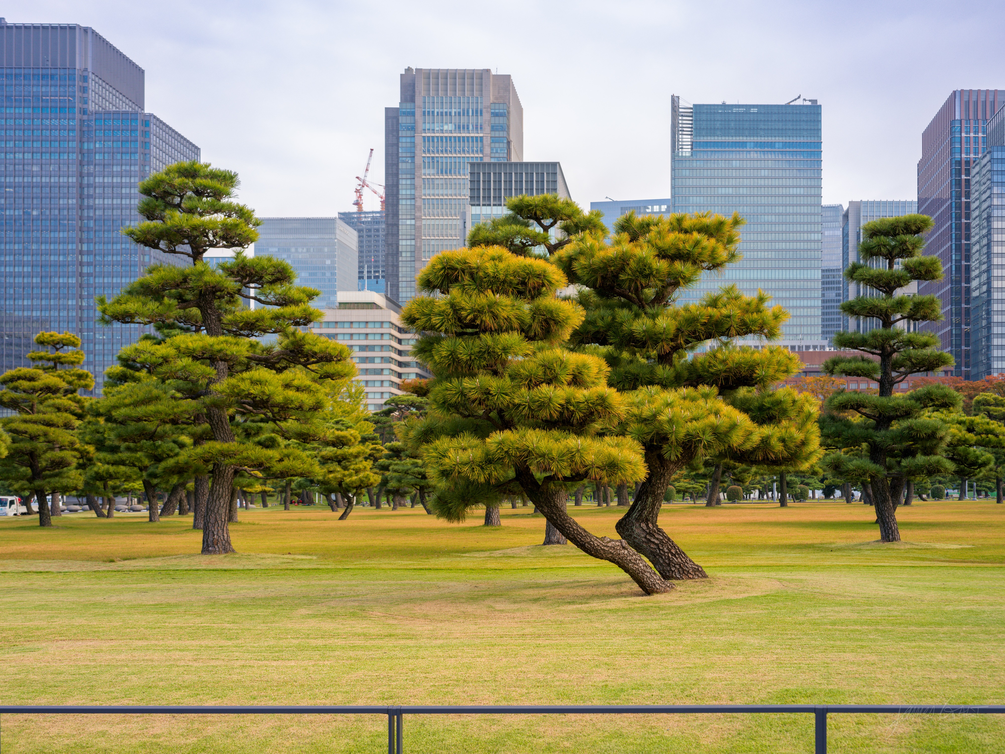 Several manicured black pine trees with low, spreading crowns standing on a broad lawn, a line of glass skyscrapers rising directly behind them under a pale sky. A low rail crosses the foreground.