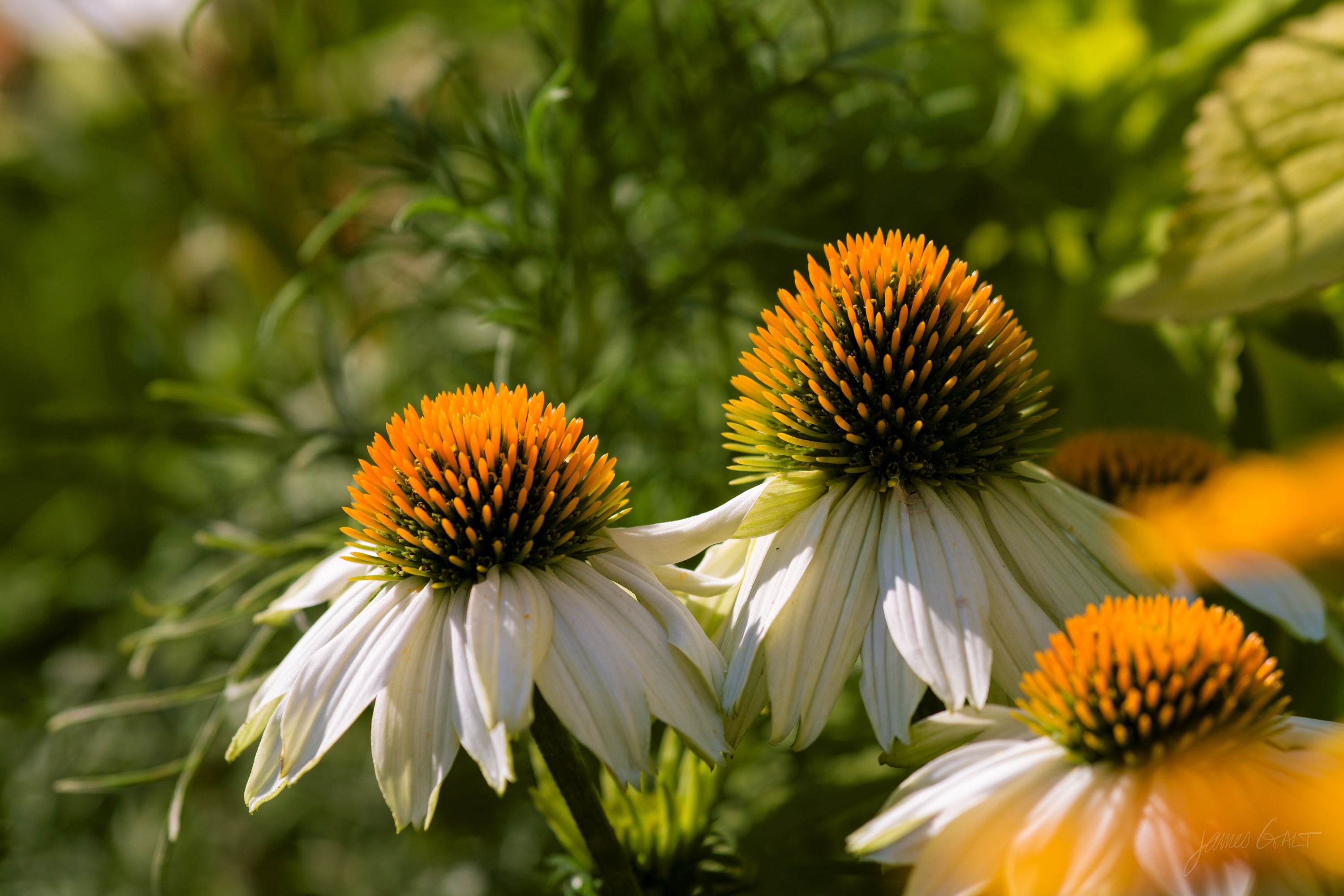 A cluster of white coneflowers with orange central cones, backlit, against soft green foliage.