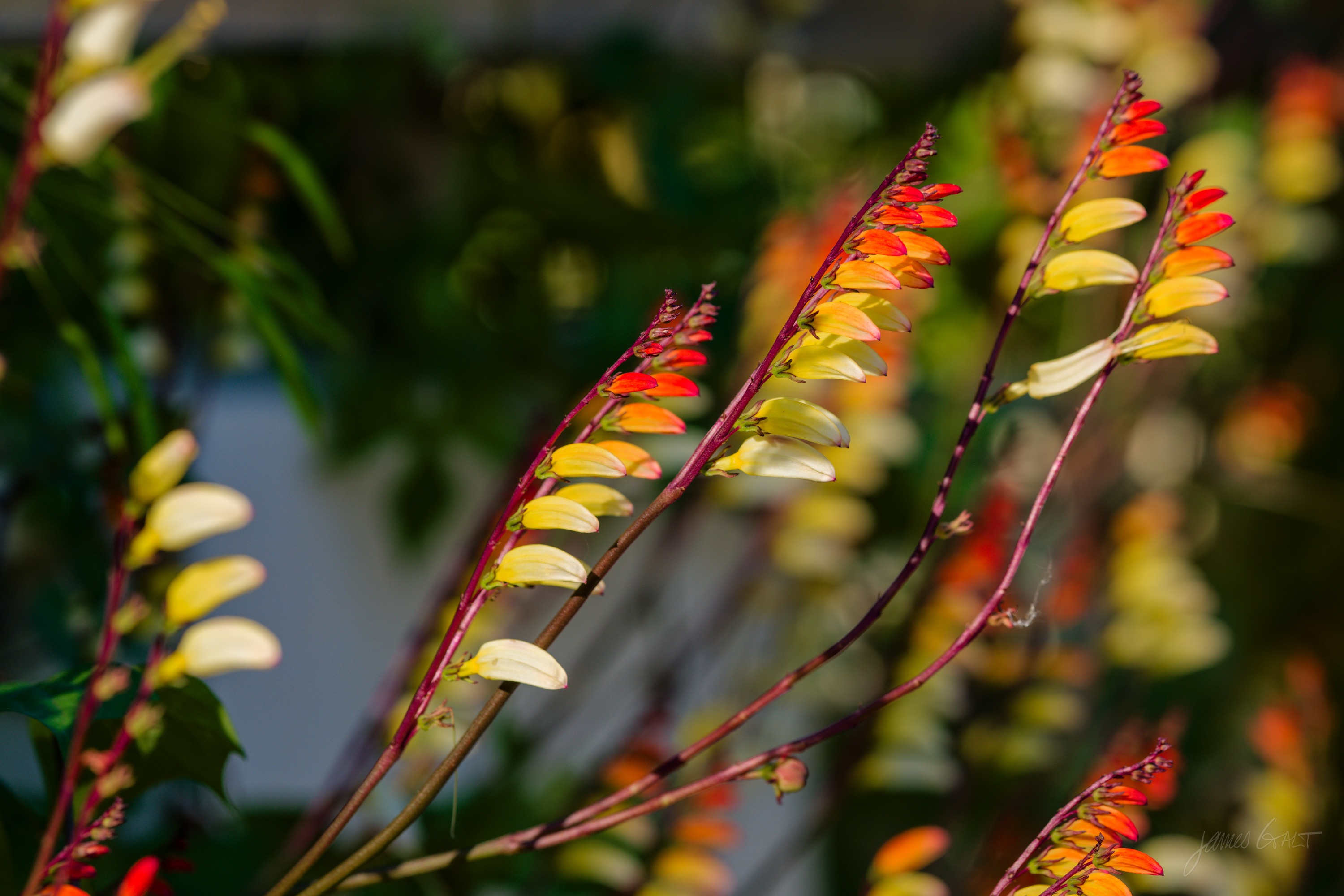 Backlit spikes of firecracker vine, small red and yellow tubular flowers along arching stems.