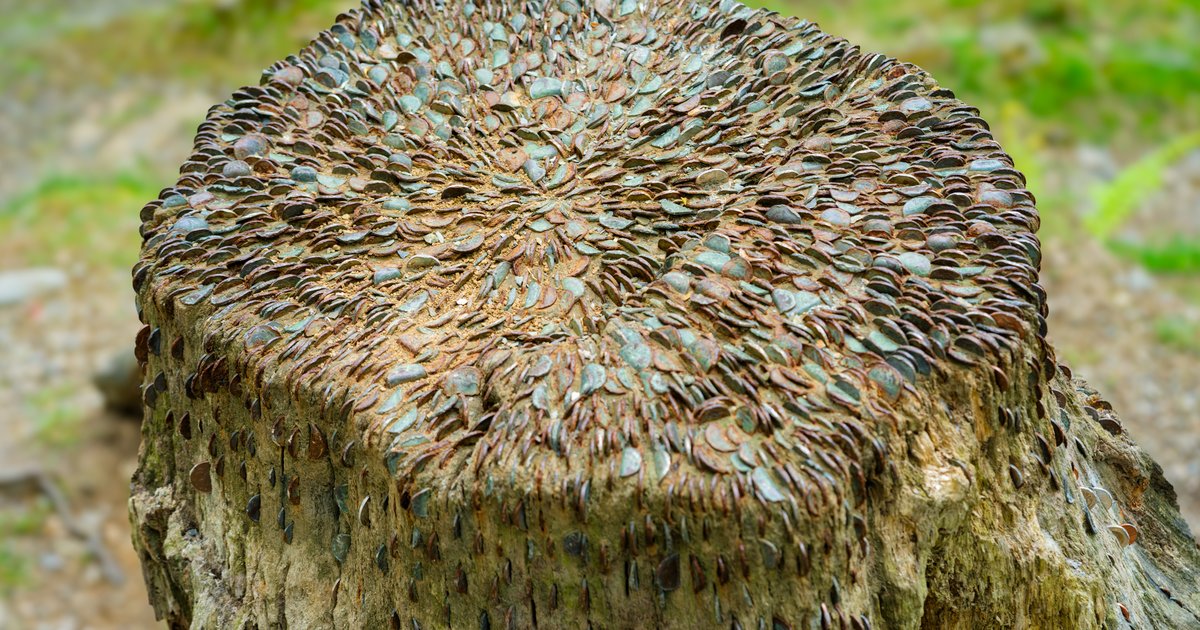 The wishing log