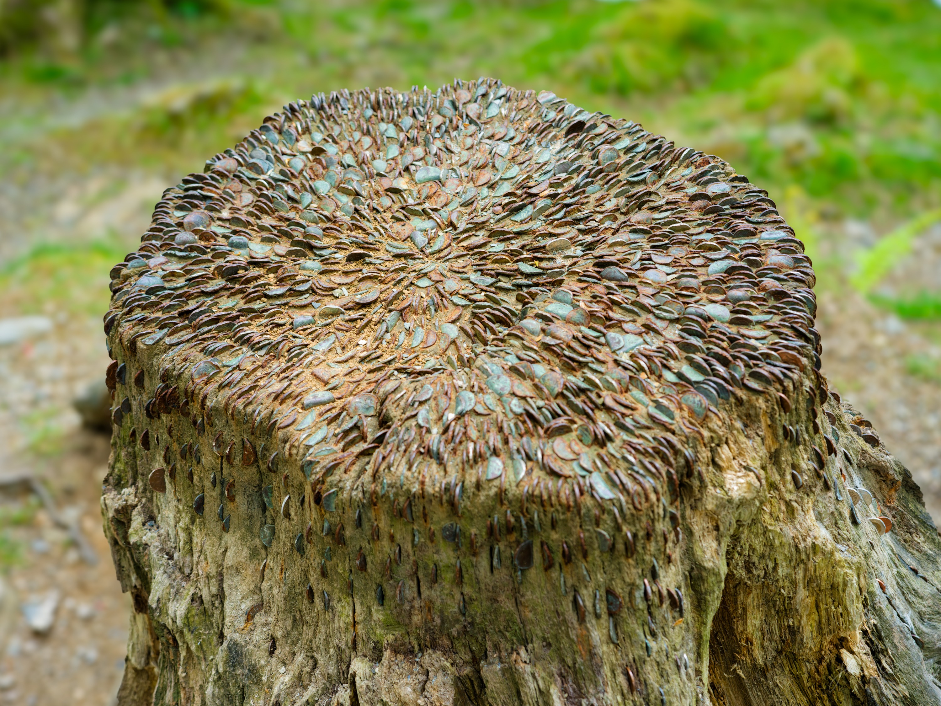 Looking straight down onto the sawn end of a fallen tree trunk completely covered in coins hammered edge-on into the wood, worn copper and green, radiating from the centre.