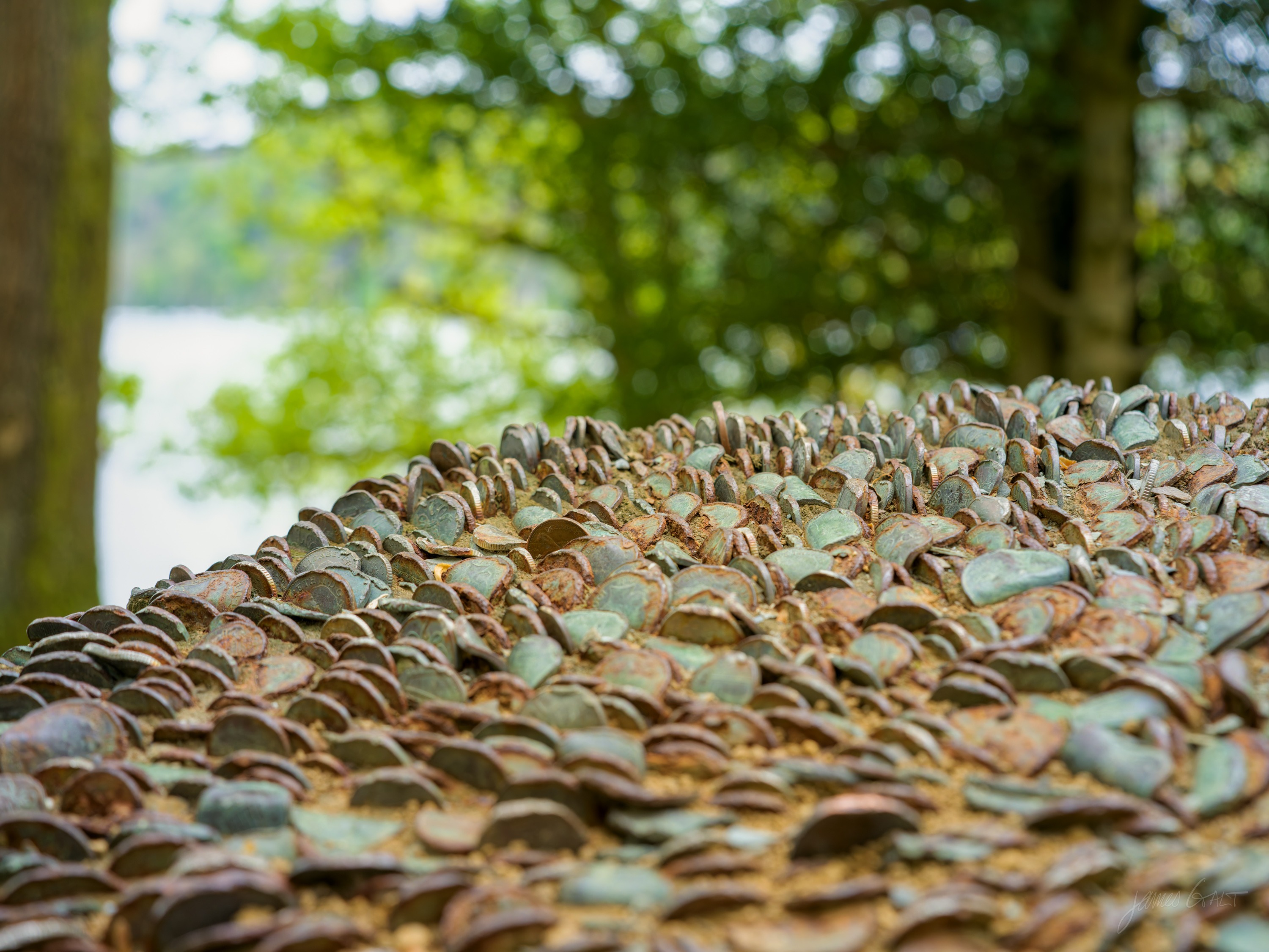 A low side view along the same coin-studded log, thousands of coins packed into the grain catching green light, a lake and trees soft in the background.