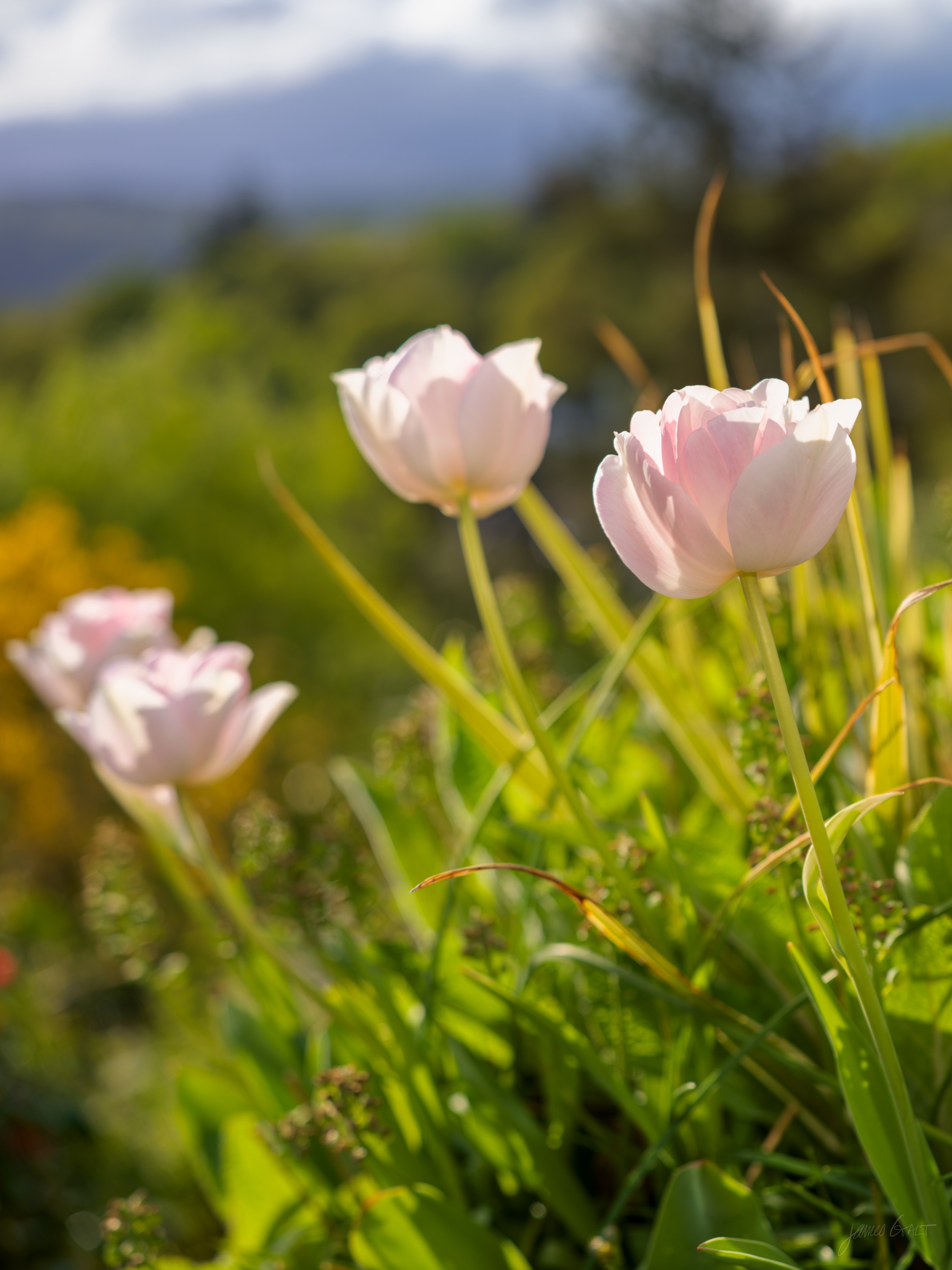 Pale pink tulips lit by low afternoon sun in a garden border, tall grasses around them, hazy hills soft and out of focus behind.