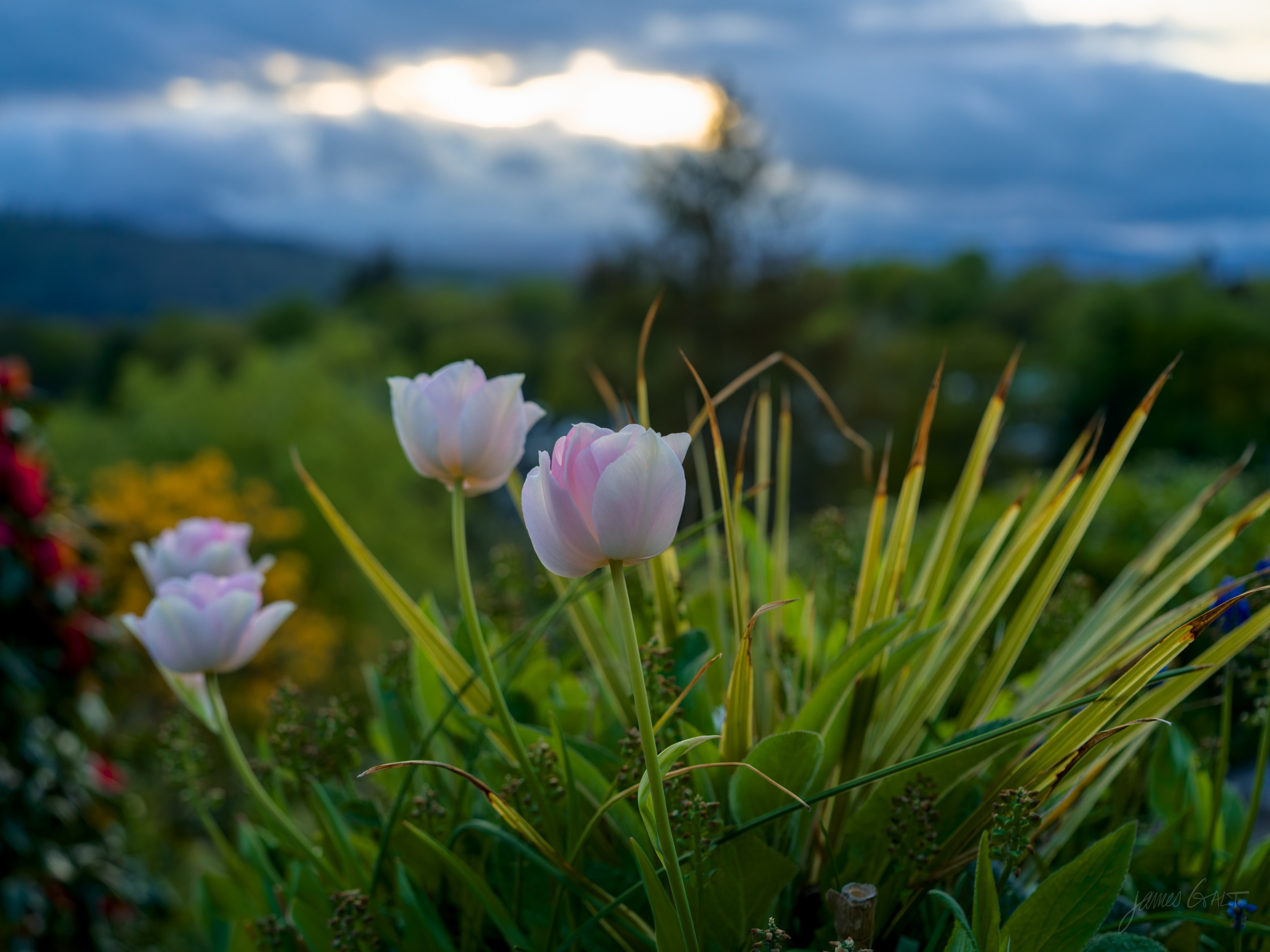 The same pale tulips at dusk in cool blue light, a dark ridgeline and heavy cloud behind, one bloom catching the last warmth.