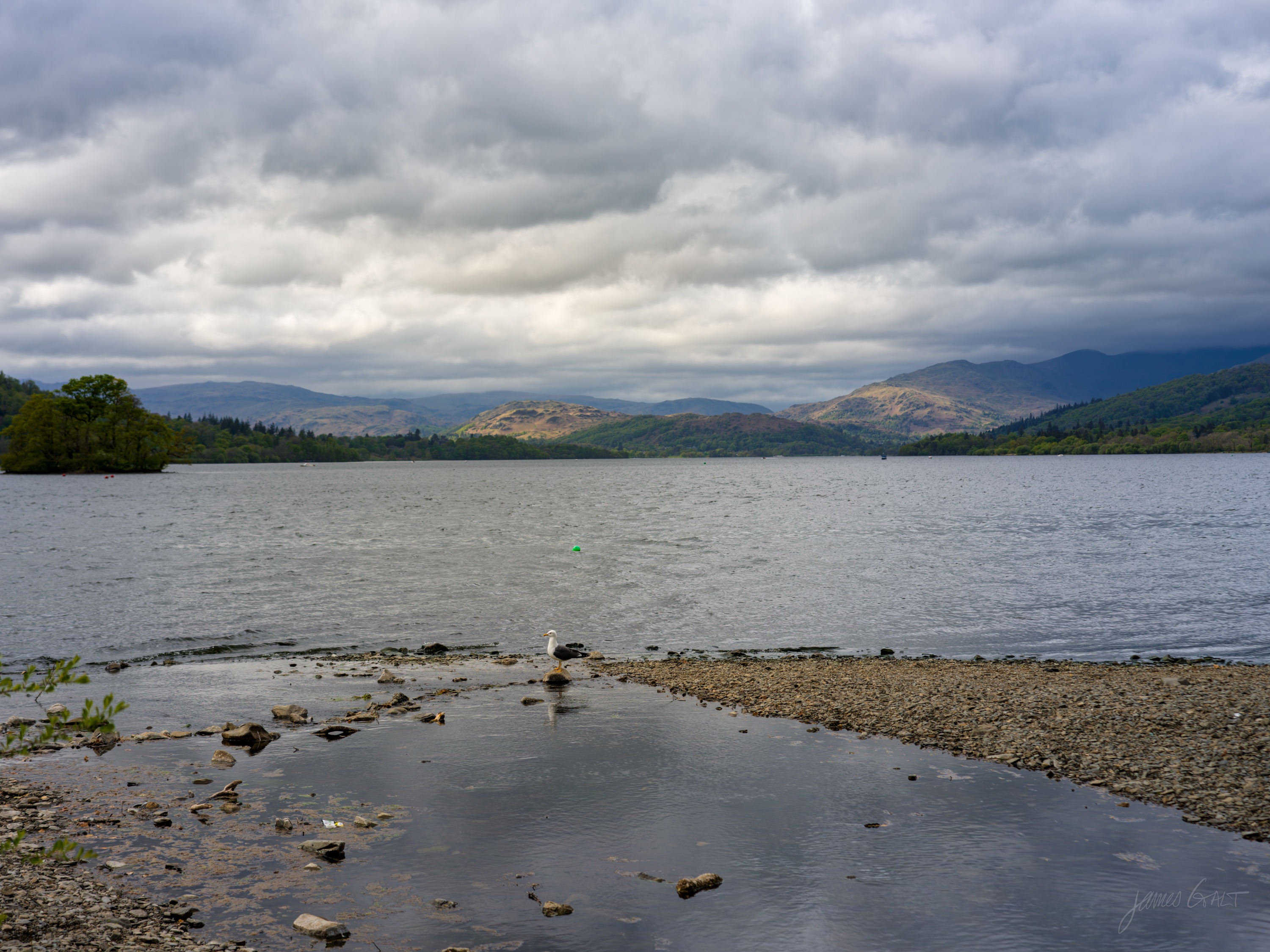A wide view across Windermere from a stony, puddled foreshore, low wooded hills and heavy grey cloud filling the sky, a single gull at the water's edge.