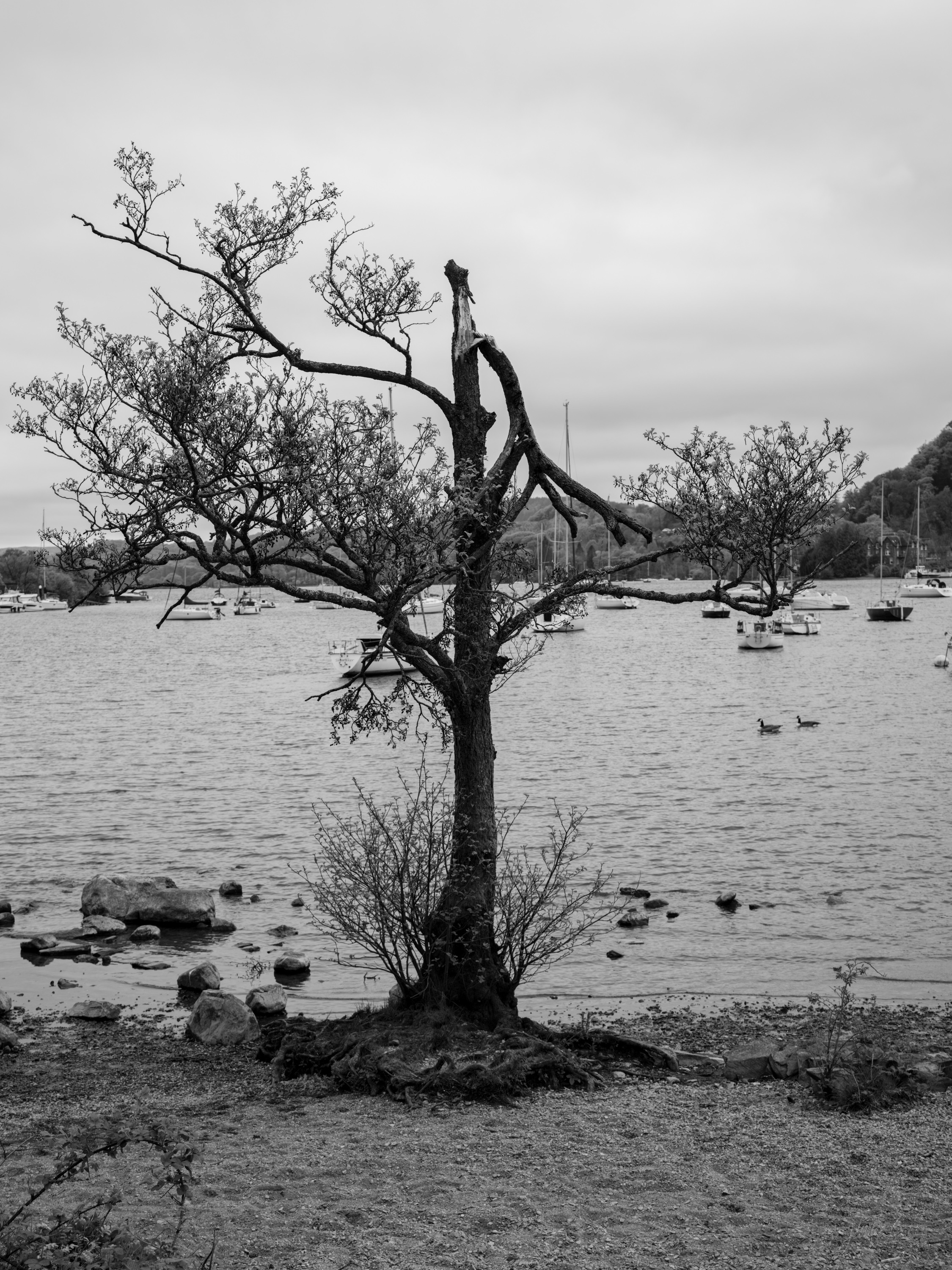 Black and white photograph of a bare, twisted lakeside tree rooted in a stony shore, small boats moored on the calm water behind it.