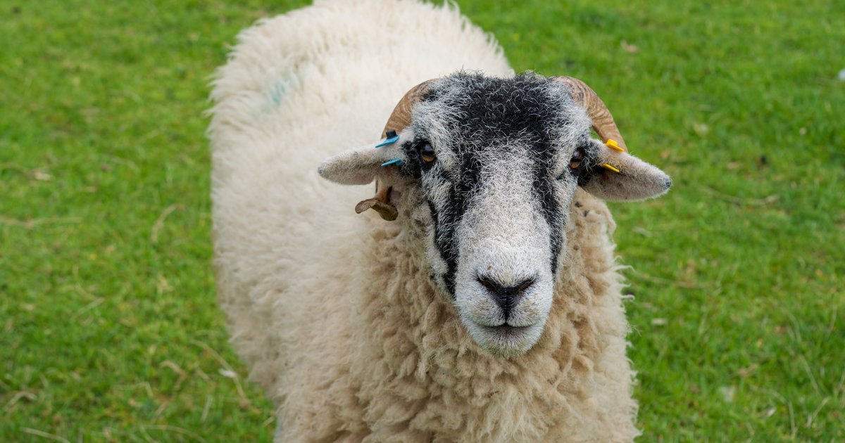 Swaledale