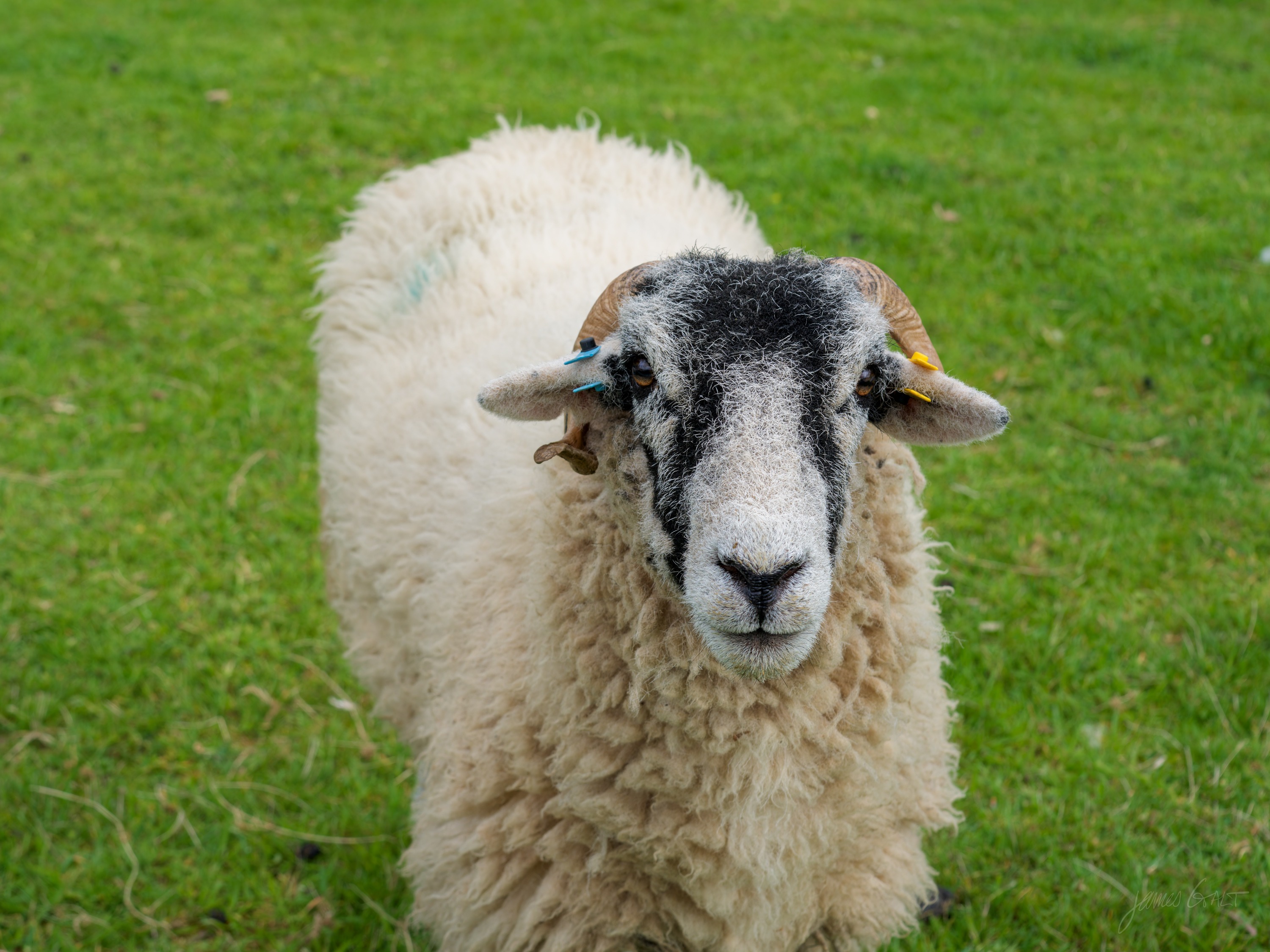 A horned Swaledale sheep with a dark grey face and cream fleece standing on cropped green grass, looking directly at the camera.